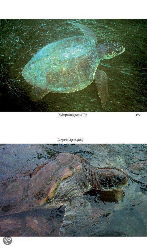 Veldgids Amfibieen en reptielen - Afbeelding 9