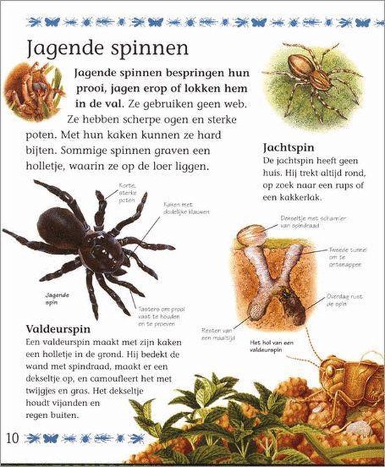 Mijn Eerste Boek Over Kleine Beestjes - Afbeelding 8