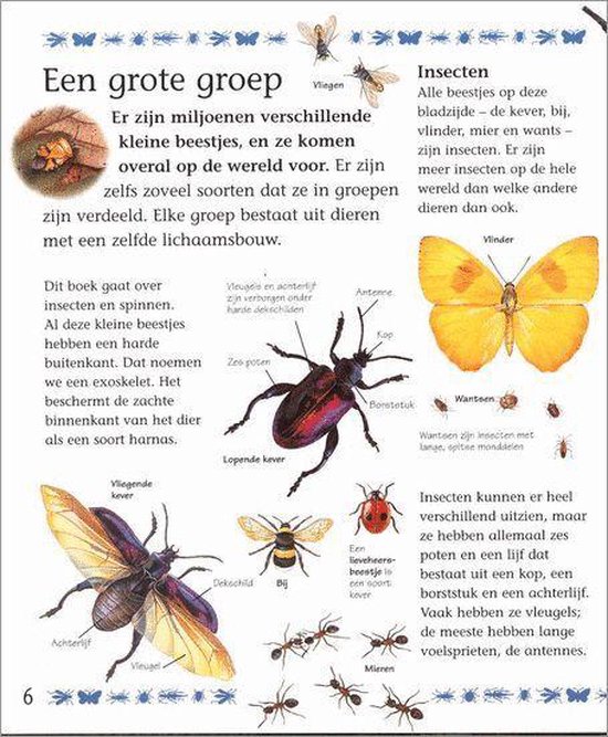 Mijn Eerste Boek Over Kleine Beestjes - Afbeelding 3