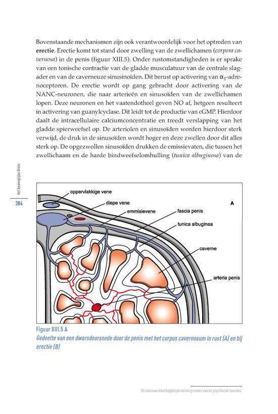 Het beweeglijke brein - Afbeelding 11