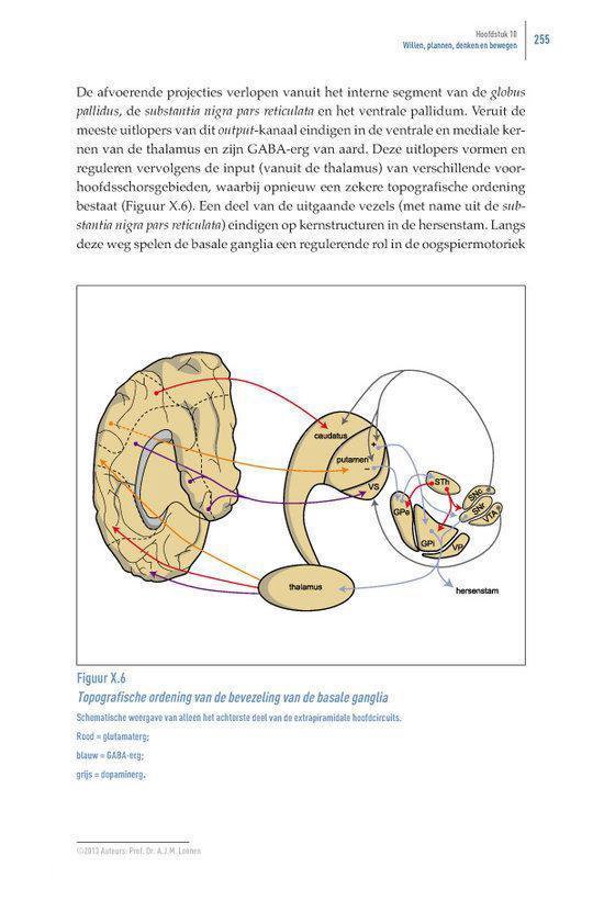 Het beweeglijke brein - Afbeelding 5