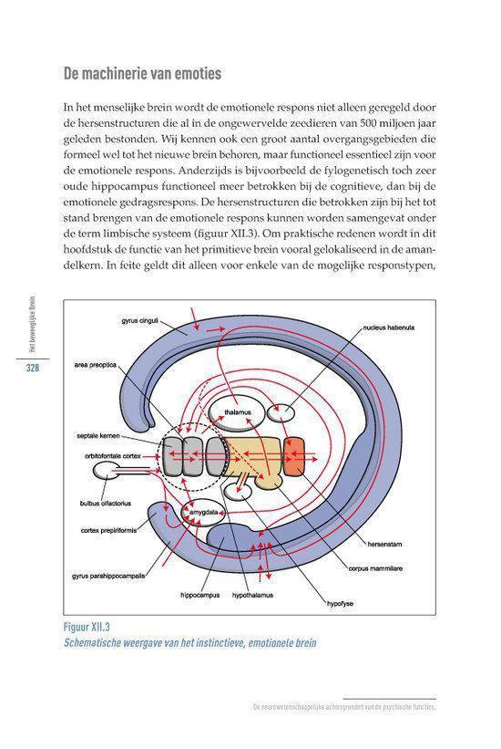 Het beweeglijke brein - Afbeelding 6