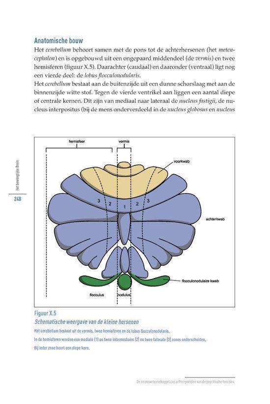 Het beweeglijke brein - Afbeelding 7