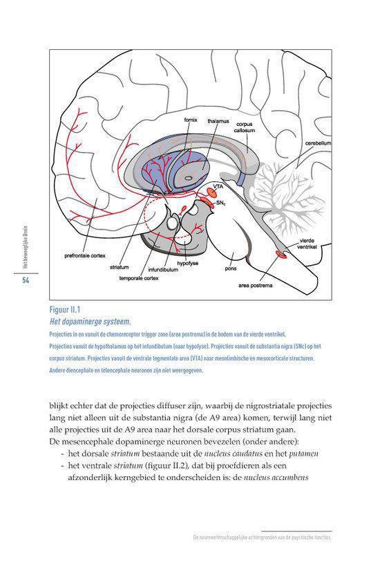 Het beweeglijke brein - Afbeelding 8