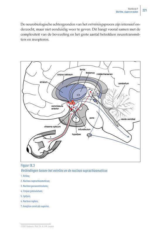 Het beweeglijke brein - Afbeelding 9