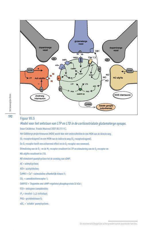 Het beweeglijke brein - Afbeelding 10